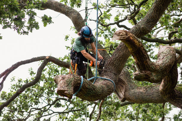 How Our Tree Care Process Works  in  Auburn Lake Trails, CA